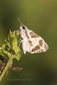 Turk's-Cap White-Skipper (Heliopetes macaira) sunning on Turk's Cap plant, s. Texas