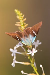 Two-barred Flasher on white brush blooms at Falcon State Park butterfly garden