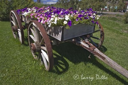Old, horse-drawn wagon with a load of flowers, lawn decoration at restaurant, Pagosa Springs, Colorado