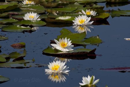 Water Lilies on Caddo Lake, Texas
