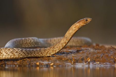 Western Coachwhip snake by pond