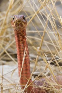 Western Coachwhip (red morph) at Fort Lancaster, Texas