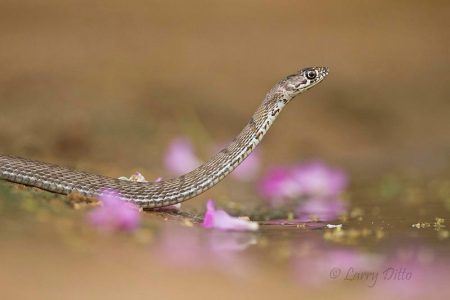 Western Coachwhip drinking at s. Texas pond