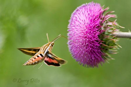 white-lined sphinx moth at thistle flower