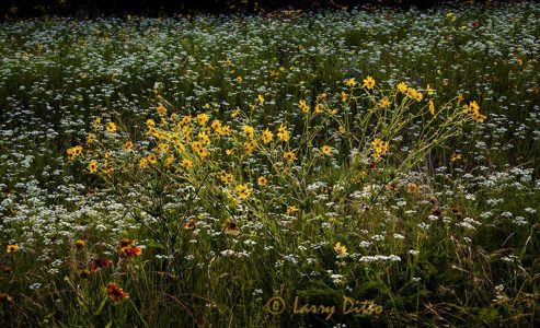 Sunflowers after sunset