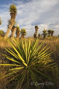 Yucca (Yucca treculeana) in bloom, sunset, Boca Chica beach, south Texas gulf coast, March