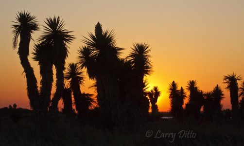 Yuccas on Boca Chica at sunset