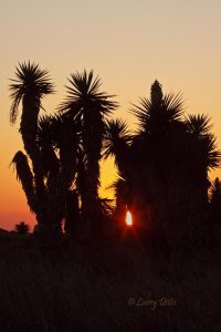 Yuccas silhouetted at sunset near the Rio Grande, south Texas