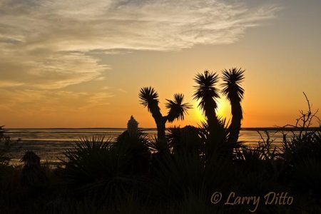 Yucca (Yucca treculeana) in bloom, sunset, Boca Chica beach, south Texas gulf coast, March
