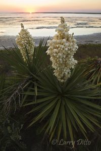 Yucca (Yucca treculeana) in bloom, sunset, Boca Chica beach, south Texas gulf coast, March