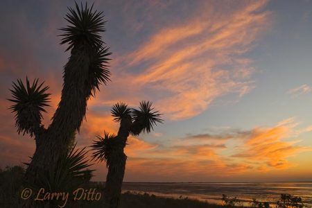 Yucca (Yucca treculeana) in bloom, sunset, Boca Chica beach, south Texas gulf coast, March