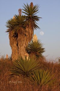 Yuccas and full moon near the mouth of the Rio Grande, Texas
