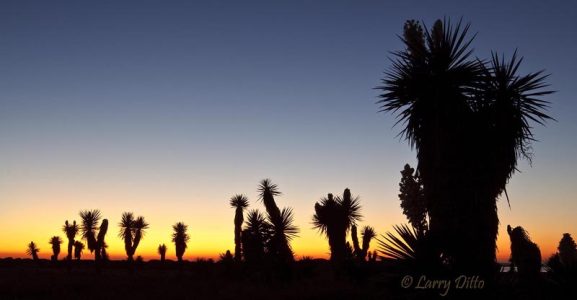 Yuccas at sunset near the mouth of the Rio Grande, Texas