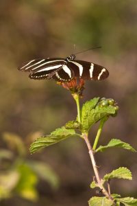 A Zebra Heliconian (Heliconius charithonia) nectaring on the blooms of a lantana at the North American Butterfly Association butterfly garden south of Mission. Its 4"+ wingspan makes it among the largest of south Texas butterflies.