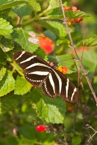 Zebra Heliconian nectaring (feeding on the nectar of) on lantana flowers at the NABA butterfly garden. On the wing, this large butterfly's slow, eratic flight gives the appearance of a "butterfly on a string".