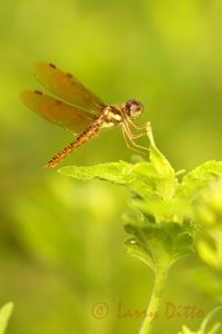 Eastern Amberwing dragonfly (Perethemis terneria) perched, s. Texas, autumn