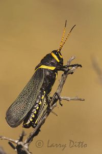 Horse Lubber Grasshopper, Big Bend National Park, Texas, autumn
