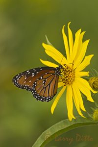 Queen (Danaus gilippus) nectoring on sunflower, October, s. Texas