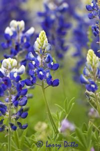 Bluebonnets, April, Texas hill country