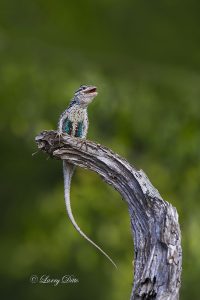 Spiny Crevice Lizard sunning.
