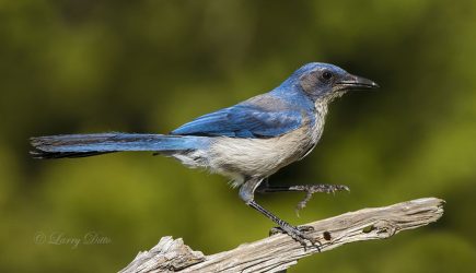 Woodhouse's Scrub Jay on perch