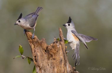 Black-crested Titmouse pair feeding.