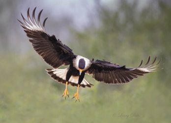 Crested Caracara landing.