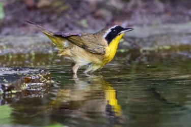 Common Yellowthroat bathing
