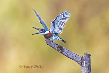 Smallest of the U.S. kingfishers and found in south Texas.