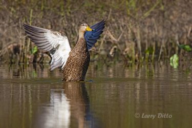 Male Mottled Duck (note yellow bill) stretching.