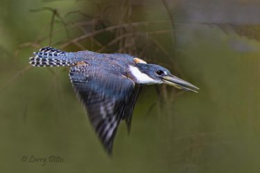 Ringed Kingfisher in flight, Rio Grande near Brownsville, Texas.