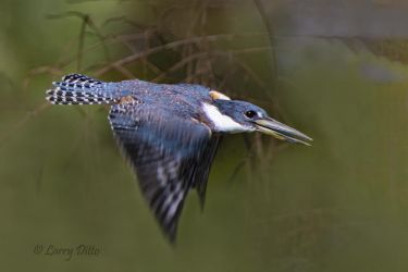 Ringed Kingfisher in flight, Rio Grande near Brownsville, Texas.